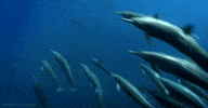 dolphin GIF by Head Like an Orange