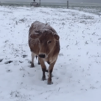 Farmers Lament Early Winter Weather in Michigan