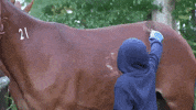 wyoming GIF