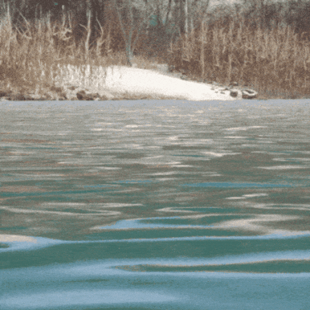 theHunterCOTW giphygifmaker canada swim beaver GIF