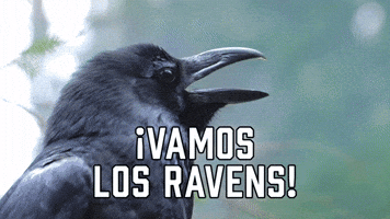 ยกVamos los Ravens!