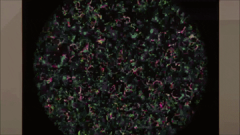 happyslice giphygifmaker shader cca GIF