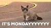 Video gif. Grumpy cat is standing in the middle of a driveway and it looks away from us, blinking slowly. They suddenly screech out of the blue and the text reads, "It's Mondayyyyyyy."