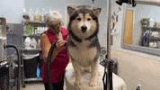 RockyKanaka  GIF