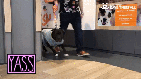 dog save them all GIF by Best Friends Animal Society