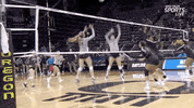 ncaasports ncaa volleyball hawaii warriors GIF