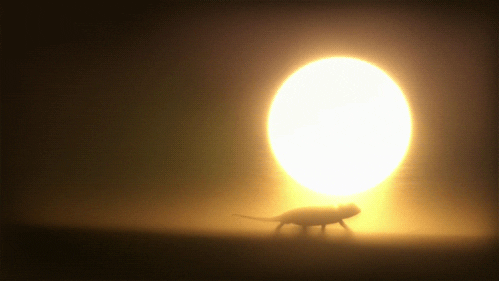 lizards bbc life reptiles and amphibians GIF