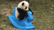 panda GIF