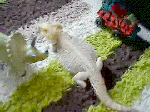 page lizards GIF by Cheezburger