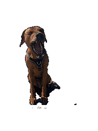 Dog Screaming Sticker