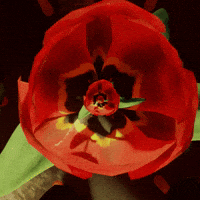 Art Loop GIF by Zacxophone