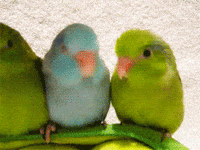 interested bird GIF