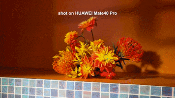 GIF by saysdotcom