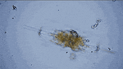 Sea Crab GIF by PBS Digital Studios