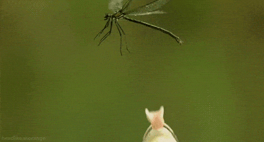 david attenborough life GIF by Head Like an Orange