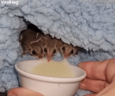 Feathertail Gliders Licking Up Milk