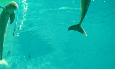 hookah GIF