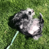 Dog Sun GIF by 2Libras