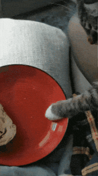 Cat Burglar GIF