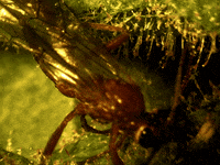 trap plant GIF by Ansel Oommen