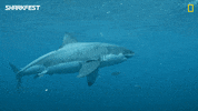 GIF by National Geographic Channel