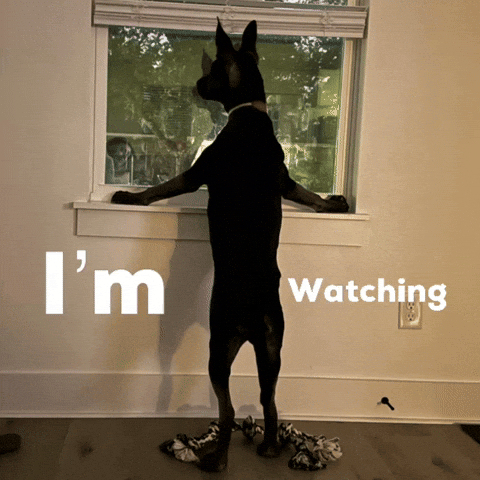 Im Watching GIF