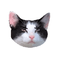 Cat Sticker