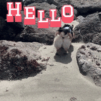 Corgi Hello GIF