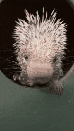 Cactus Hello GIF by Valley Zoo Development Society