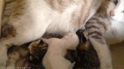 mothers day GIF