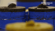 color love GIF by Petrossian