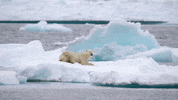 Polar Bear Expedition GIF by PBS