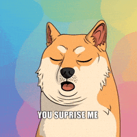Shiba Inu Wow GIF by Doge Pound