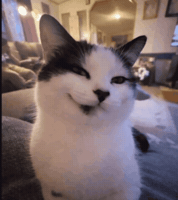 Cat Smile GIF