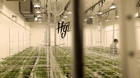 Plant Working GIF by Exclusive Brands