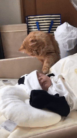 cuteanimalland giphyupload GIF