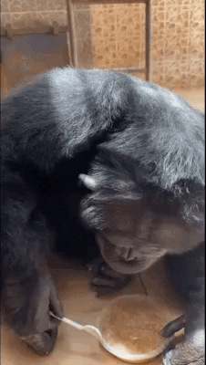 cuteanimalland giphyupload GIF