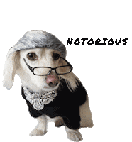 penny rbg Sticker by Pawmiscuous