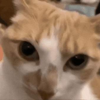 Very Funny Cat GIF
