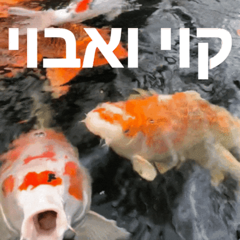 benmeiri koi koi fish koifish קוי GIF