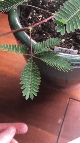 Mimosa Pudica Plant GIF