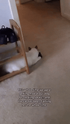 Gloxoto giphyupload GIF