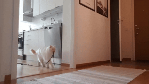 cuteanimalland giphyupload GIF