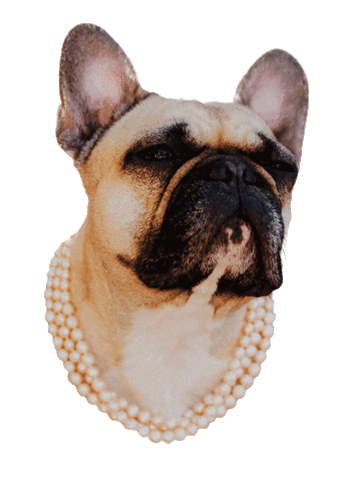 Dog Bulldog Sticker by House of Vincent