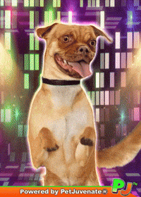 Happy Taylor GIF by PetJuvenate - PJ