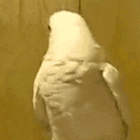 Video gif. A white bird shakes its head rapidly back and forth.