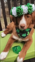 Dog Celebrates St Patrick's Day With 'Irish Jig'