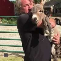 Man Serenades Donkey With 60s Hit 'What the World Needs Now Is Love'