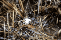 Wundersaar wundersaar GIF