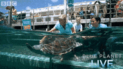 bbc one oceans GIF by BBC